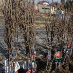 Jabloň domáca (Malus domestica) ´BOSKOOPSKE´ - zimná, výška 120-150 cm, voľnokorenná